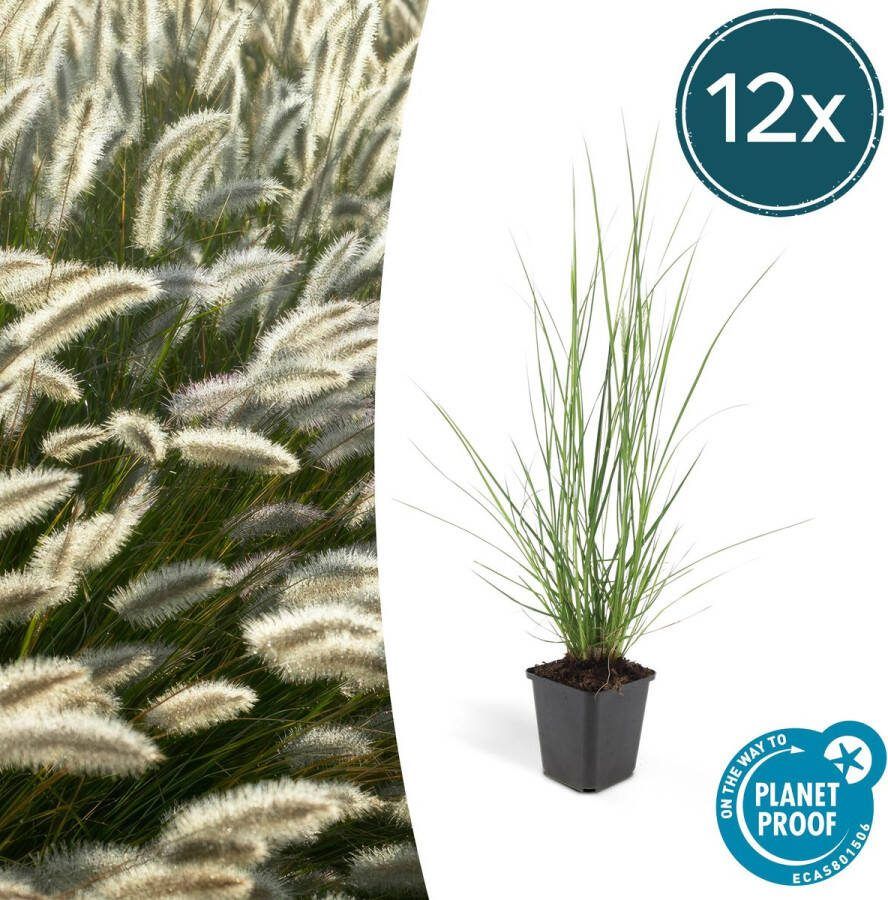Plantenboetiek.nl Lampenpoetsergras Pennisetum alopecuroides 'Hameln' 12 stuks Ø9cm 10-25cm hoog Tuinplant Siergras