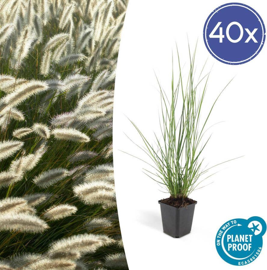 Plantenboetiek.nl Lampenpoetsergras Pennisetum alopecuroides 'Hameln' 40 stuks Ø9cm 10-25cm hoog Tuinplant Siergras