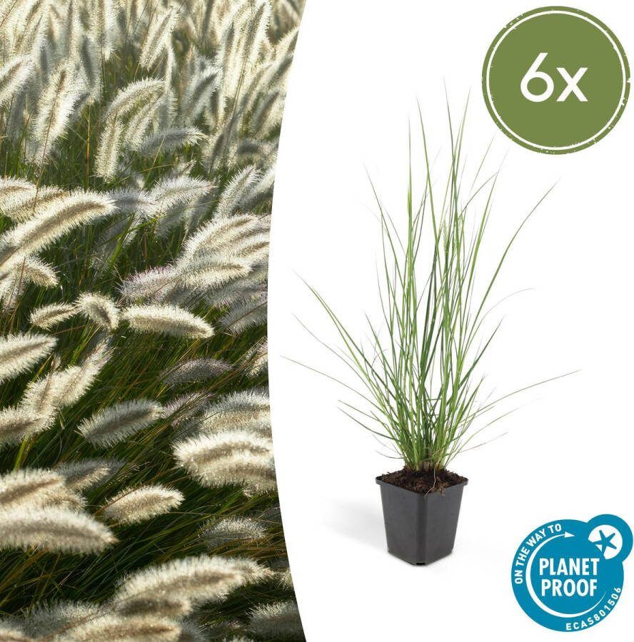 Plantenboetiek.nl Lampenpoetsergras Pennisetum alopecuroides 'Hameln' 6 stuks Ø9cm 10-25cm hoog Tuinplant Siergras