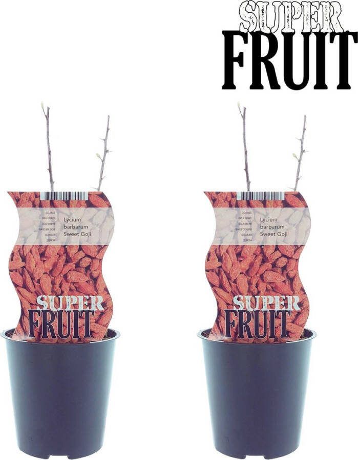 Plantenboetiek.nl Lycium Sweet Goji (Gojibes) 2 stuks Ø12cm 30cm hoog Tuinplant Groente & Fruit Multideal
