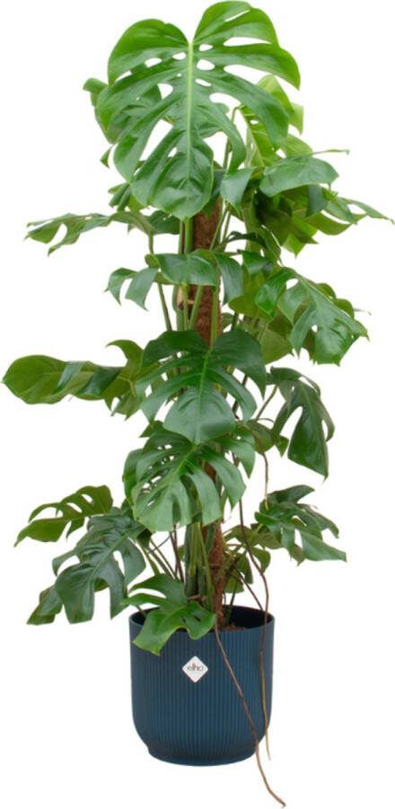 Plantenboetiek.nl Monstera Pertusum XL inclusief elho Vibes Fold Round blauw Ø30cm 120cm hoog Kamerplant Arrangement Plant met pot