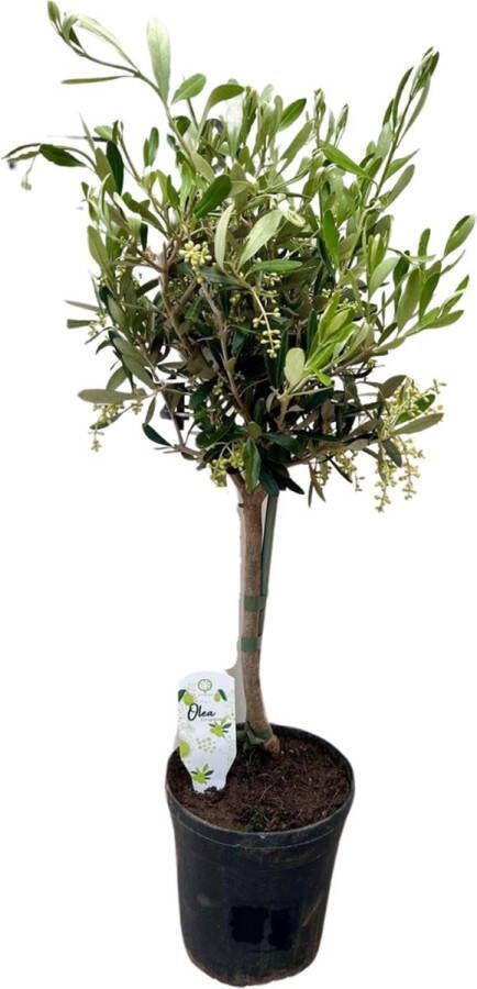 Plantenboetiek.nl Olea Europaea Stem Olijfboom op stam Ø15cm 60cm hoog Kamerplant & Tuinplant Groenblijvend
