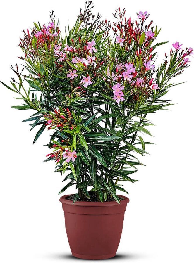 Plantenboetiek.nl Oleander roze bloemen Ø30cm Hoogte 160cm Tuinplant