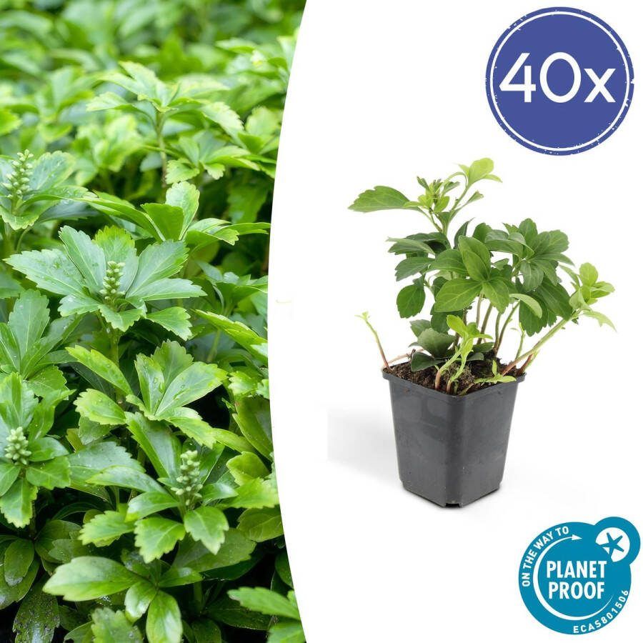 Plantenboetiek.nl Pachysandra term 'Green Carpet' 40 stuks Ø9cm 20-25cm hoog Tuinplant Multideal