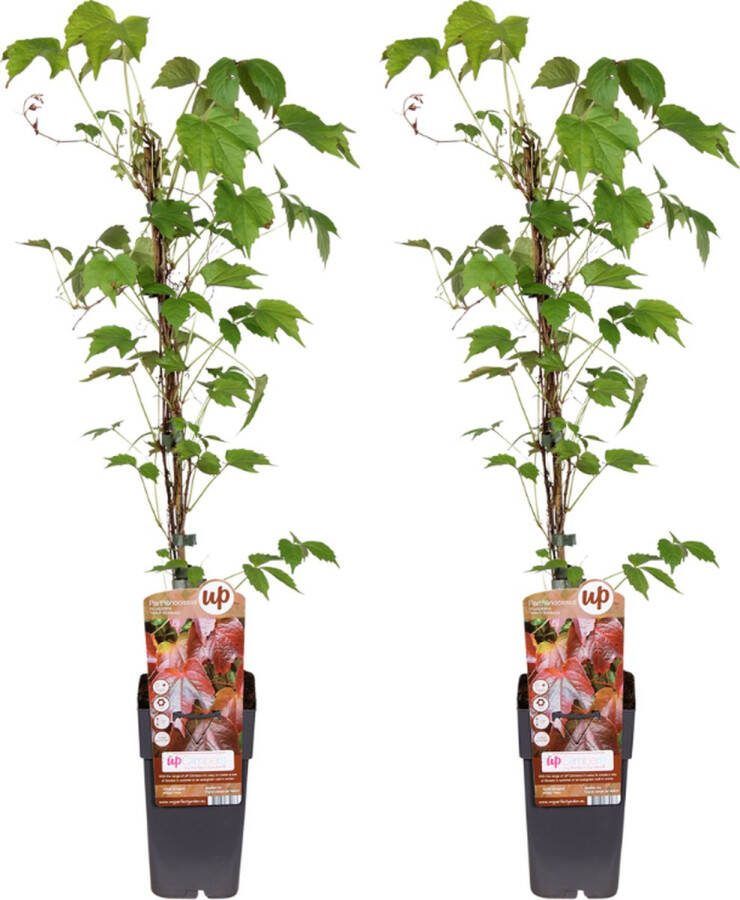 Plantenboetiek.nl Parthenocissus Tricuspidata veitch boskoop 2 stuks Ø15cm 65cm hoog Tuinplant Multideal