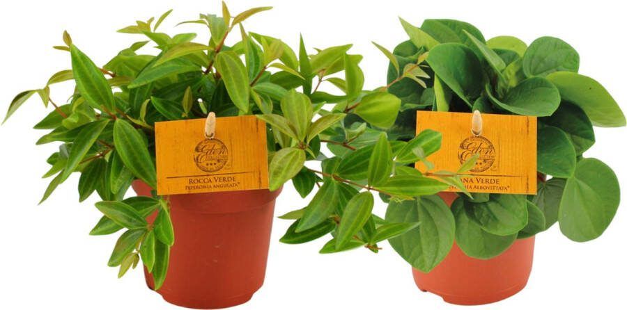 Plantenboetiek.nl Peperomia duo 2 stuks Ø10.5cm Hoogte 15cm Kamerplant Groenblijvend Multideal Cactus & Vetplanten
