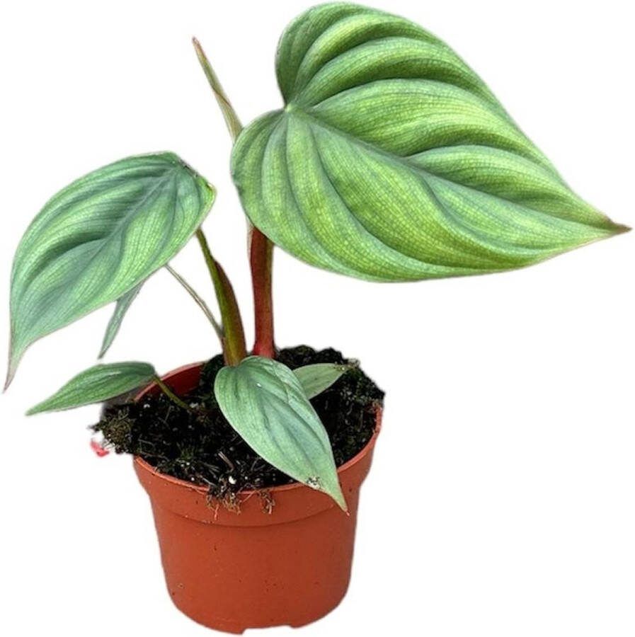 Plantenboetiek.nl Philodendron Sp Colombia Ø10.5cm 15cm hoog Kamerplant Groenblijvend