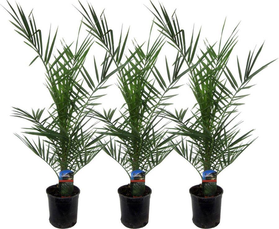 Plantenboetiek.nl Phoenix Canariensis 3 stuks Ø15cm 80cm hoog Tuinplant Multideal