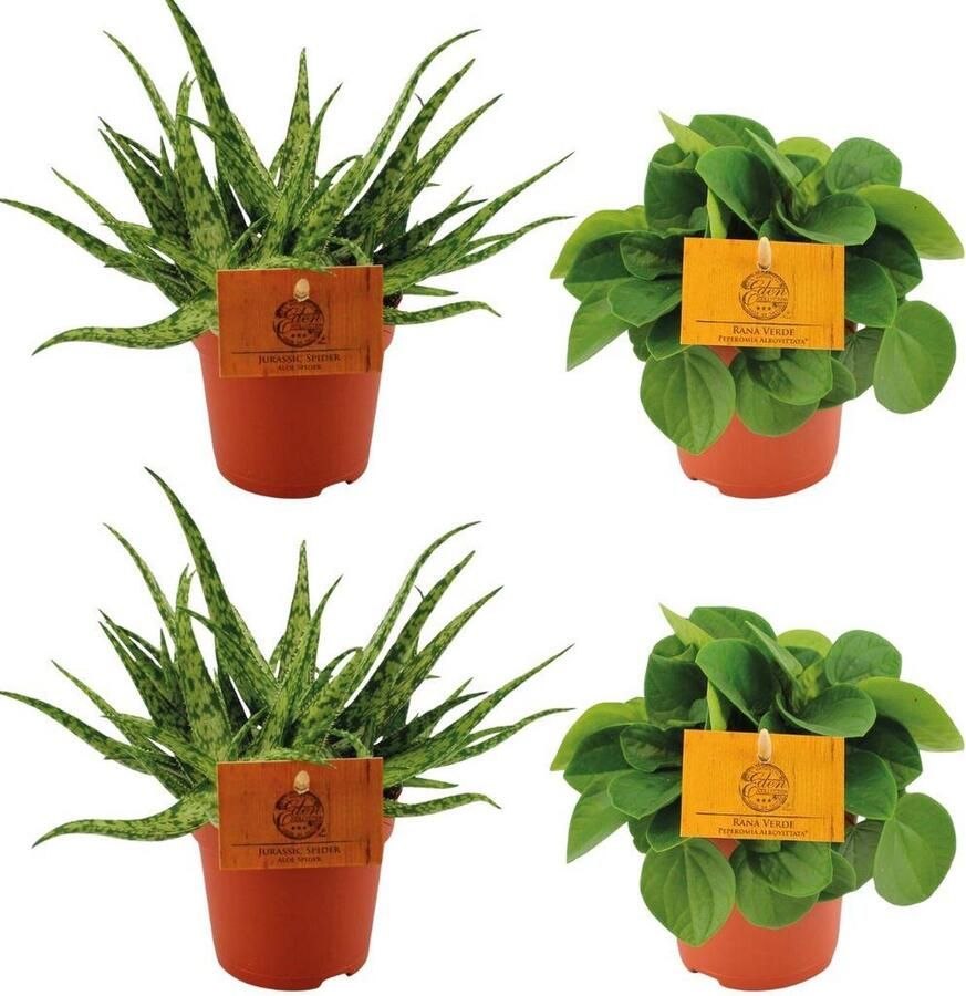 Plantenboetiek.nl 2x Aloe Spider + 2x Peperomia Rana Verde Ø10 5cm 10cm hoog Kamerplant Groenblijvend Cactus & Vetplanten