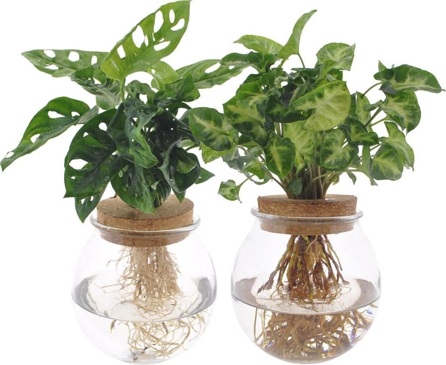 Plantenboetiek.nl Bolglas Duo 2 Stuks Ø12cm 12-30cm hoog Kamerplant Groenblijvend Multideal