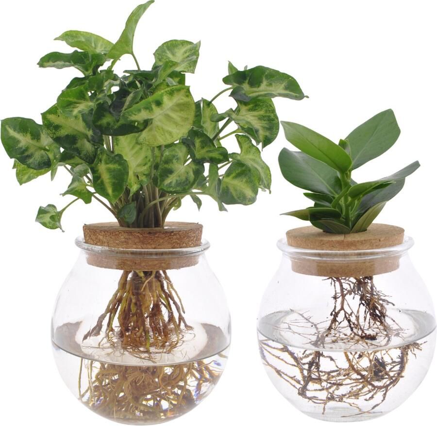 Plantenboetiek.nl Bolglas Duo Clusia & Syngonium Green 2 stuks Ø12cm 30cm hoog Kamerplant Groenblijvend Multideal