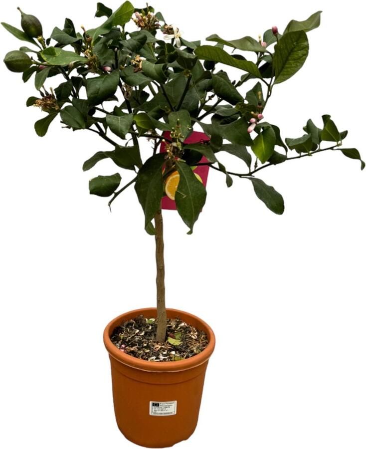 Citroenboom Mediterrain Exotische Fruitboom Kleur vrucht Geel Citrus Lemon 80cm -Ø22cm voor binnen- en buitenruimtes