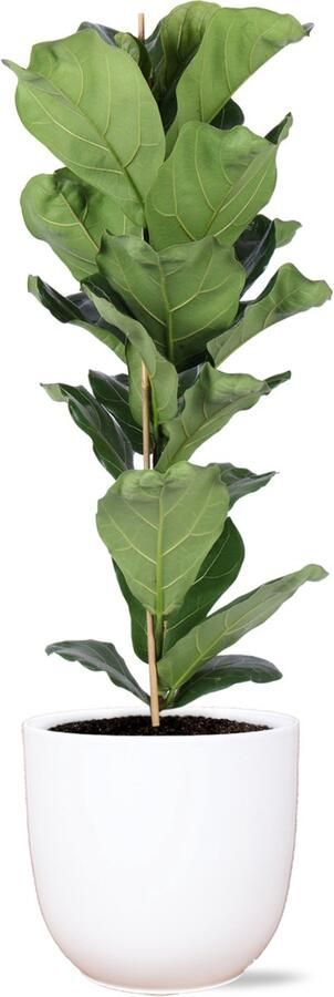 Plantenboetiek.nl Ficus Lyrata in Boule WIT pot Kamerplant Hoogte 90cm Potmaat 21cm