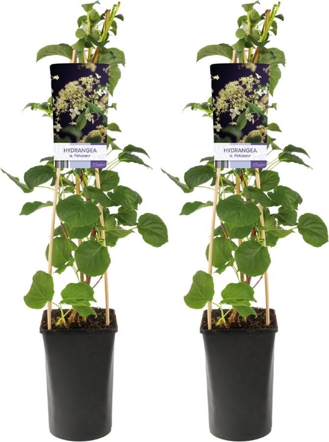 Plantenboetiek.nl Hydrangea A Petiolaris Klimhortensia 2 stuks Ø17cm 75cm hoog Tuinplant Multideal