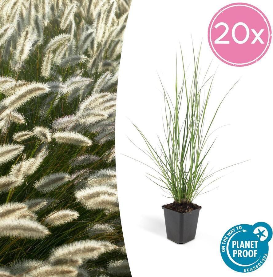 Plantenboetiek.nl Lampenpoetsergras Pennisetum alopecuroides 'Hameln' 20 stuks Ø9cm 10-25cm hoog Tuinplant Siergras
