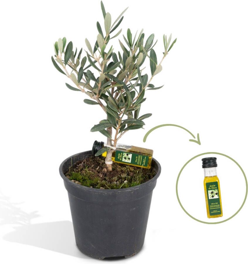 Everspring Olijfboom Olea Olive hoogte 25cm potmaat 13cm