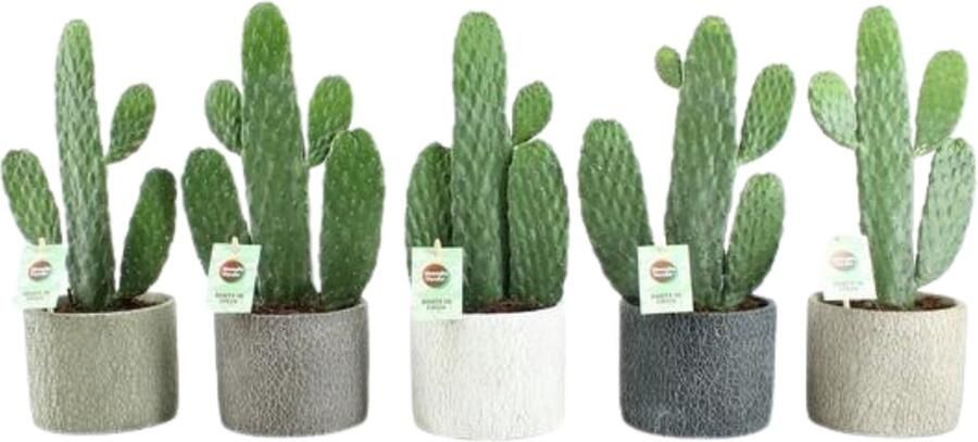 Plantenboetiek.nl Opuntia Rubescens Consolea In Classic Stone Keramiek 5 stuks Ø14cm 35cm hoog Kamerplant Multideal Cactus & Vetplanten