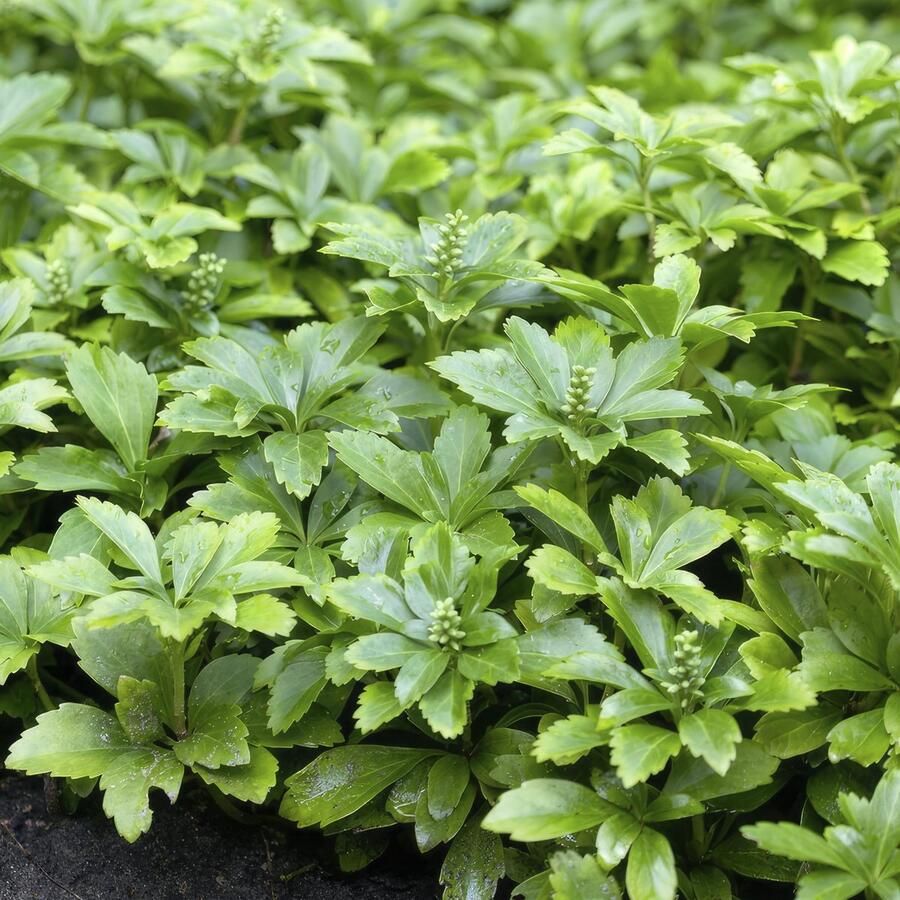 Plantenboetiek.nl Pachysandra term 'Green Carpet' 20 stuks Ø9cm 20-25cm hoog Tuinplant Multideal