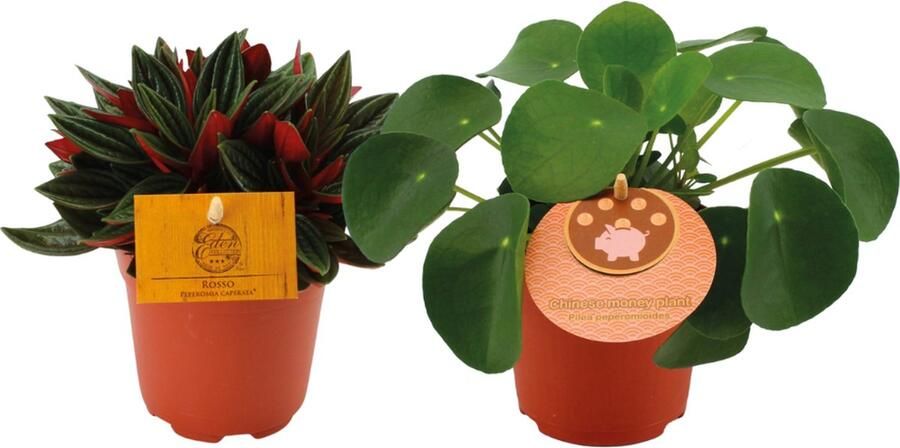 Plantenboetiek.nl Peperomia Rosso & Pilea Peperomioides 2 stuks Ø10.5cm Hoogte 15cm Kamerplant Groenblijvend Multideal Cactus & Vetplanten