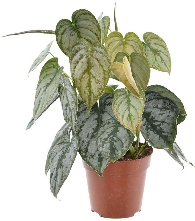 Plantenboetiek.nl Philodendron Brandtianum Ø12cm 35cm hoog Kamerplant Groenblijvend