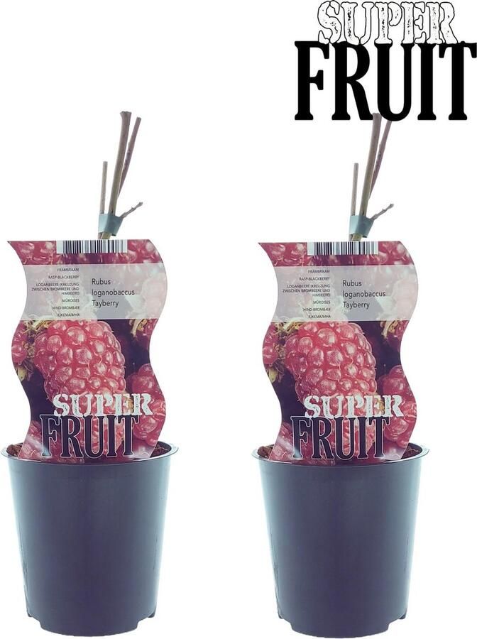 Plantenboetiek.nl Rubus Tayberry (Taybes) 2 stuks Ø12cm 30cm hoog Tuinplant Groente & Fruit Multideal