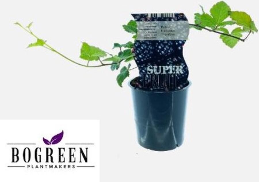 Plantenboetiek.nl Rubus Thornfree (Doornloze braam) Ø12cm 30cm hoog Tuinplant Groente & Fruit
