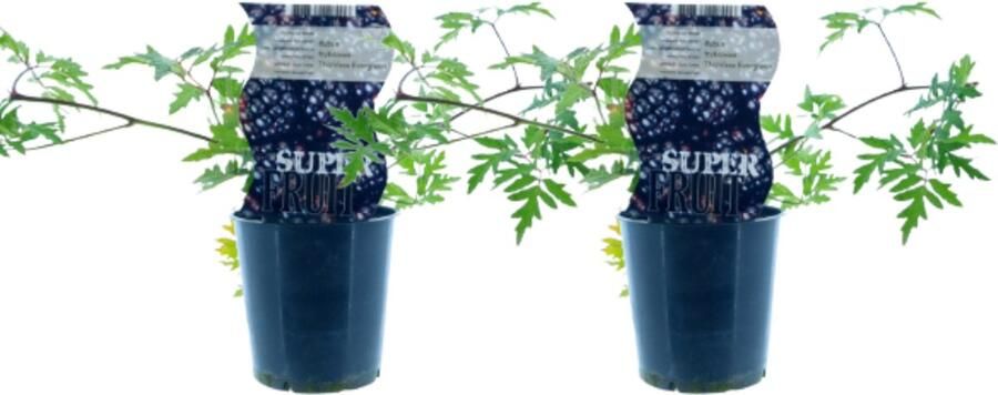 Plantenboetiek.nl Rubus Thornless Evergreen (Doornloze braam) 2 stuks Ø12cm 30cm hoog Tuinplant Groente & Fruit Multideal