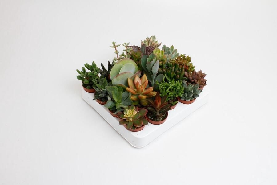 Plantenboetiek.nl Succulenten mix 20 stuks Ø5 5cm 10cm hoog Kamerplant Groenblijvend Multideal Cactus & Vetplanten