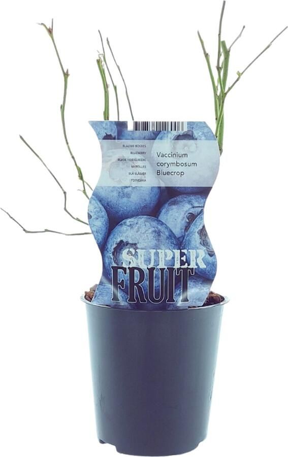 Plantenboetiek.nl Vaccinium Bluecrop (Blauwe bes) Ø12cm 30cm hoog Tuinplant Groente & Fruit