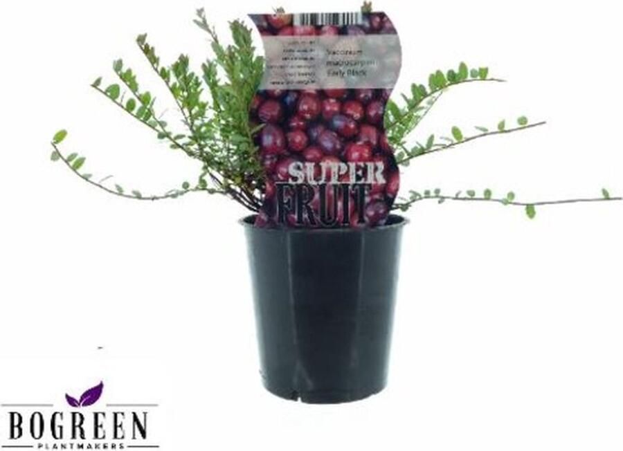 Plantenboetiek.nl Vaccinium Early Black (Cranberry) Ø12cm 20cm hoog Tuinplant Groente & Fruit