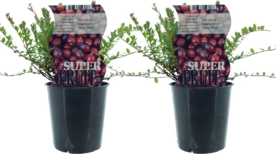Plantenboetiek.nl Vaccinium Early Black (Cranberry) 2 stuks Ø12cm 30cm hoog Tuinplant Groente & Fruit Multideal