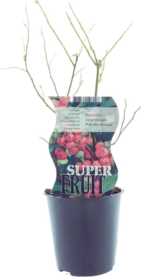 Plantenboetiek.nl Vaccinium Pink Marmelade (Roze bosbes) Ø12cm 30cm hoog Tuinplant Groente & Fruit