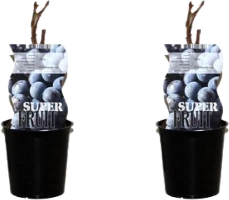 Plantenboetiek.nl Vitis Frankenthaler (Blauwe druif) 2 stuks Ø12cm 30cm hoog Tuinplant Groente & Fruit Multideal