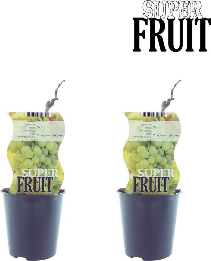 Plantenboetiek.nl Vitis Vroege Van Der Laan (Witte druif) 2 stuks Ø12cm 30cm hoog Tuinplant Groente & Fruit Multideal
