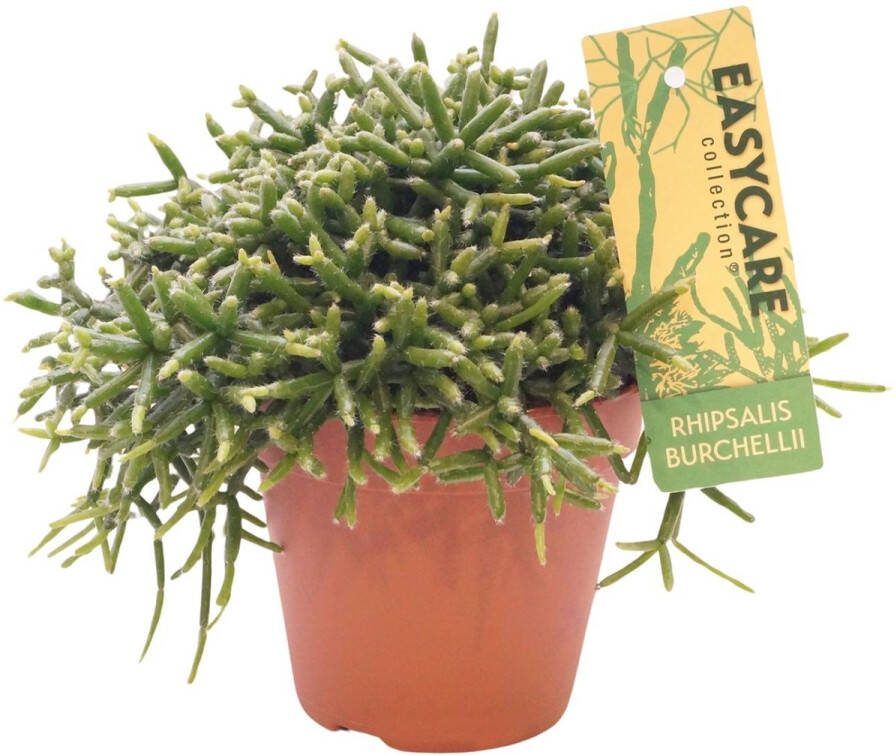 Plantenboetiek.nl Rhipsalis Burchellii Ø12cm 20cm hoog Kamerplant Groenblijvend Cactus & Vetplanten