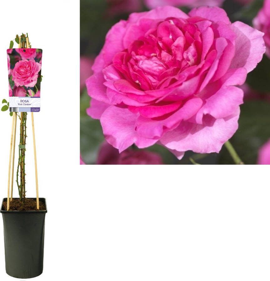 Plantenboetiek.nl Rosa 'Pink Climber' Klimroos Ø17cm 75cm hoog Tuinplant