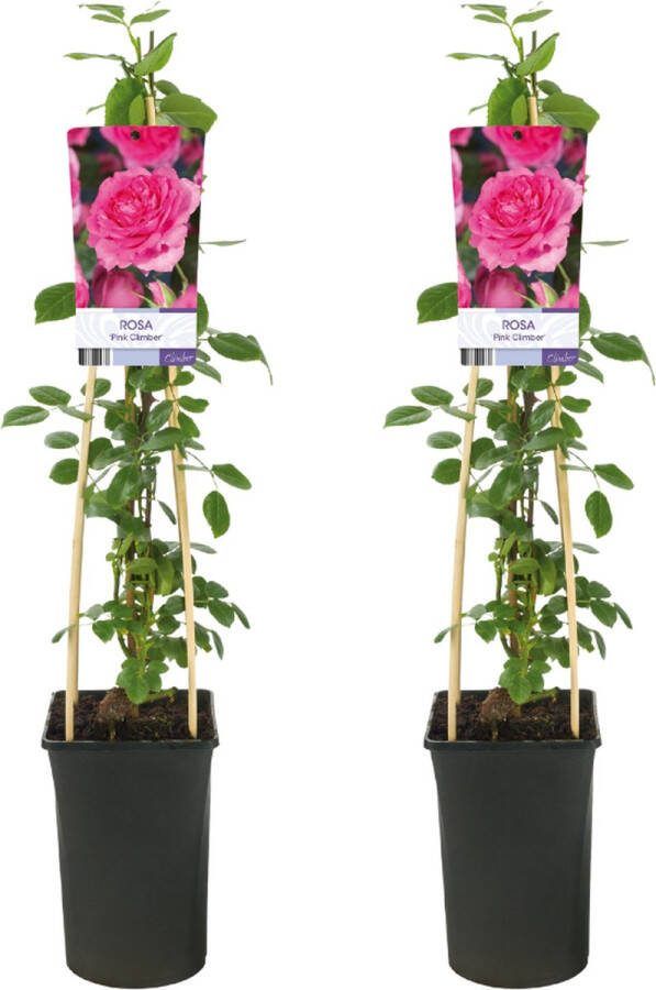 Plantenboetiek.nl Rosa Pink Climber Klimroos 2 stuks Ø17cm 75cm hoog Tuinplant Multideal