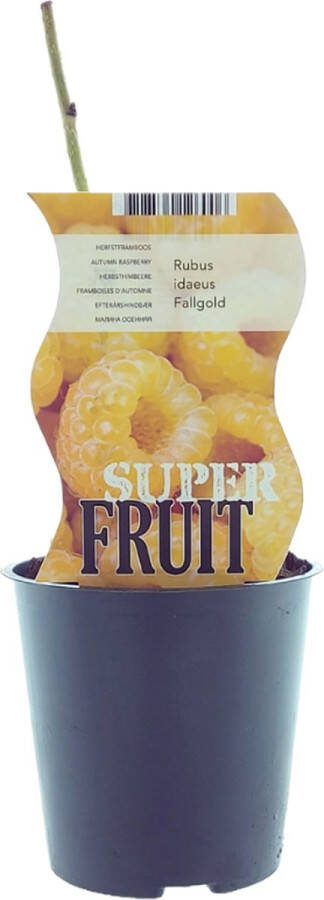 Plantenboetiek.nl Rubus Fallgold (Gele framboos) Ø12cm 30cm hoog Tuinplant Groente & Fruit