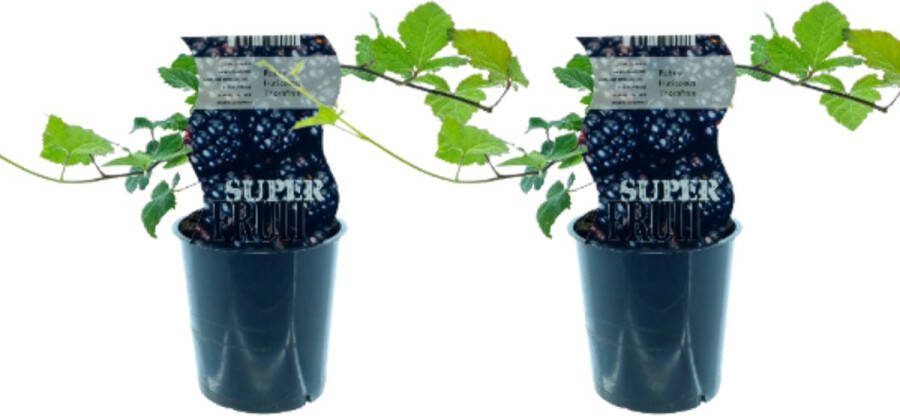 Plantenboetiek.nl Rubus Thornfree (Doornloze braam) 2 stuks Ø12cm 30cm hoog Tuinplant Groente & Fruit Multideal