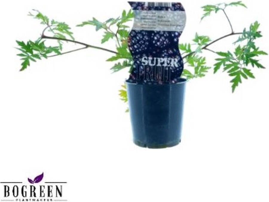 Plantenboetiek.nl Rubus Thornless Evergreen (Doornloze braam) Ø12cm 30cm hoog Tuinplant Groente & Fruit