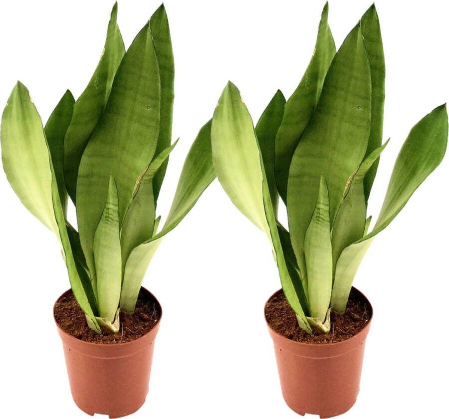 Plantenboetiek.nl Sansevieria Moonshine 2 stuks Ø12cm 35cm hoog Kamerplant Groenblijvend Multideal Cactus & Vetplanten
