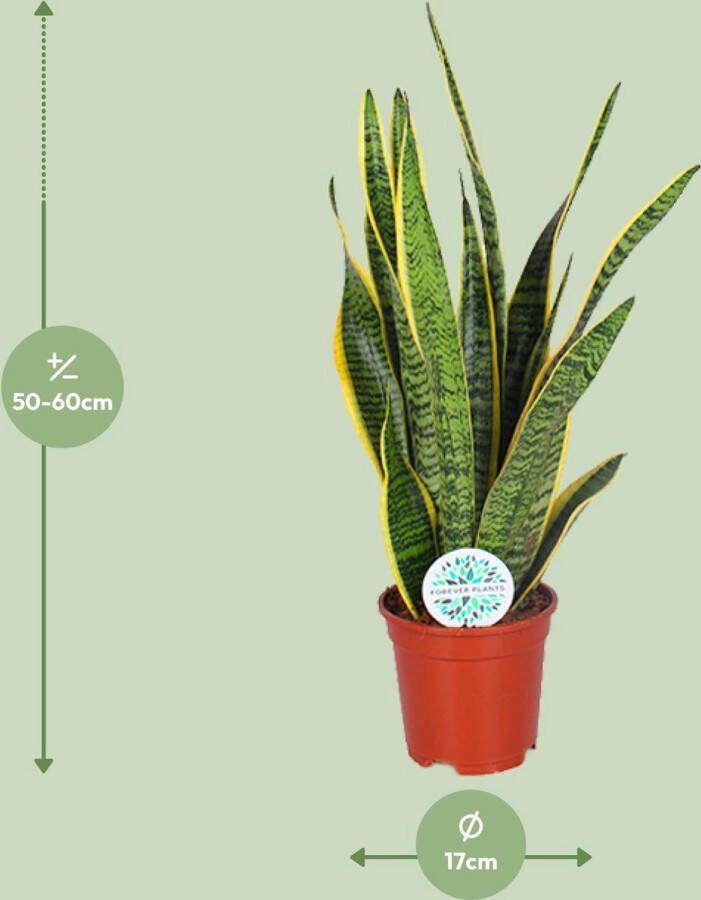 Plantenboetiek.nl Sansevieria Trifasciata Laurentii Ø17cm 55cm hoog Kamerplant Groenblijvend Cactus & Vetplanten