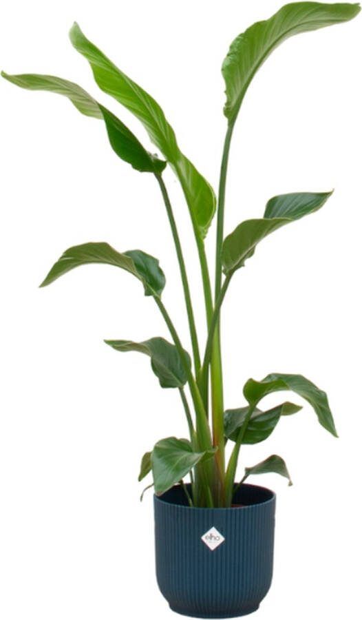 Plantenboetiek.nl Strelitzia Nicolai inclusief elho Vibes Fold Round blauw Ø22cm 100cm hoog Kamerplant Arrangement Plant met pot