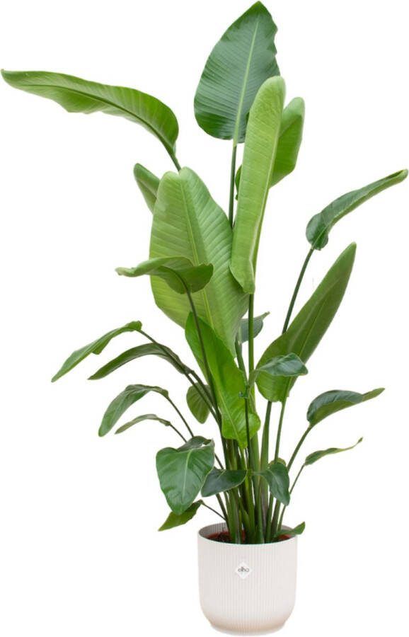 Plantenboetiek.nl Strelitzia Nicolai inclusief elho Vibes Fold Round wit Ø30cm 180cm hoog Kamerplant Arrangement Plant met pot