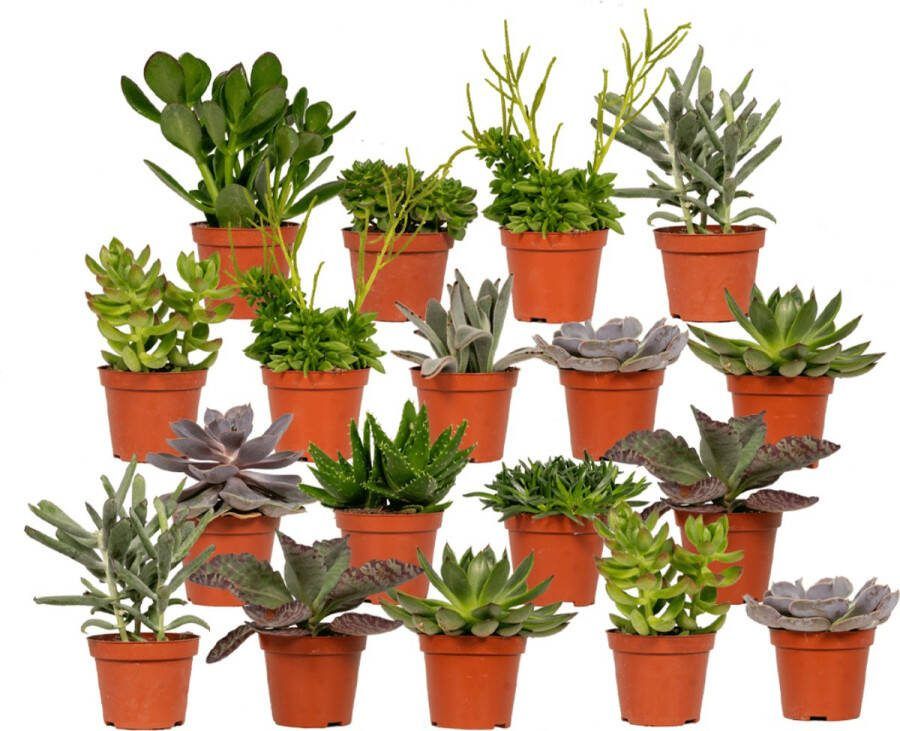 Plantenboetiek.nl Succulenten Mix 18 stuks Ø8.5cm 10cm hoog Kamerplant Multideal Cactus & Vetplanten