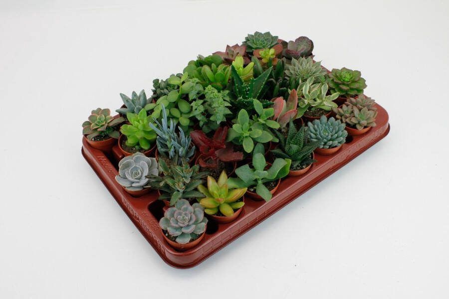 Plantenboetiek.nl Succulenten Mix 30 stuks Kamerplant Hoogte 7cm Potmaat 5 5cm