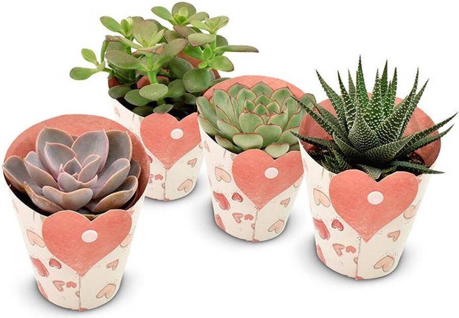 Plantenboetiek.nl Succulents in Heart Cover 4 stuks Ø8.5cm 11cm hoog Kamerplant Groenblijvend Multideal Cactus & Vetplanten
