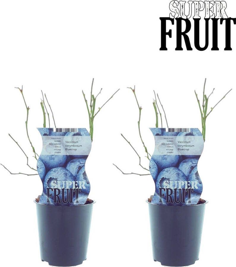 Plantenboetiek.nl Vaccinium Bluecrop (Blauwe bes) 2 stuks Ø12cm 30cm hoog Tuinplant Groente & Fruit Multideal