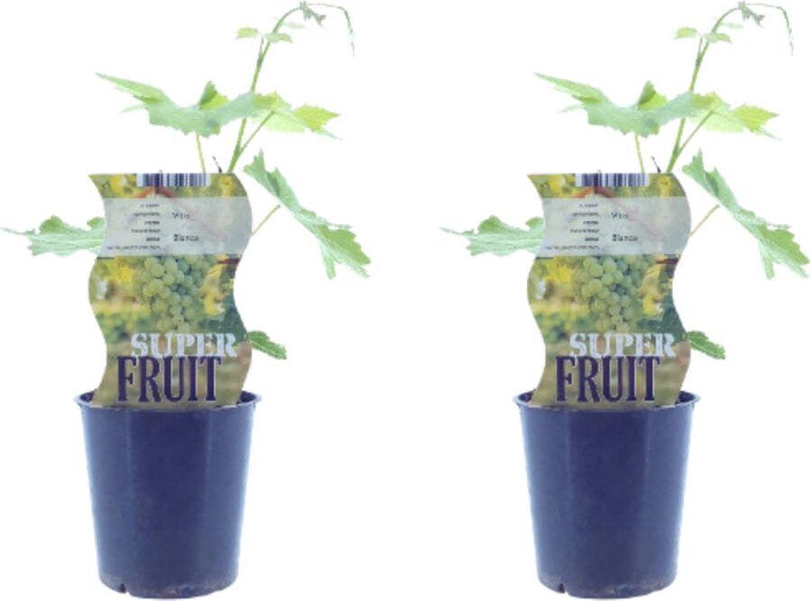 Plantenboetiek.nl Vitis Bianca (witte druif) 2 stuks Ø12cm 30cm hoog Tuinplant Groente & Fruit Multideal