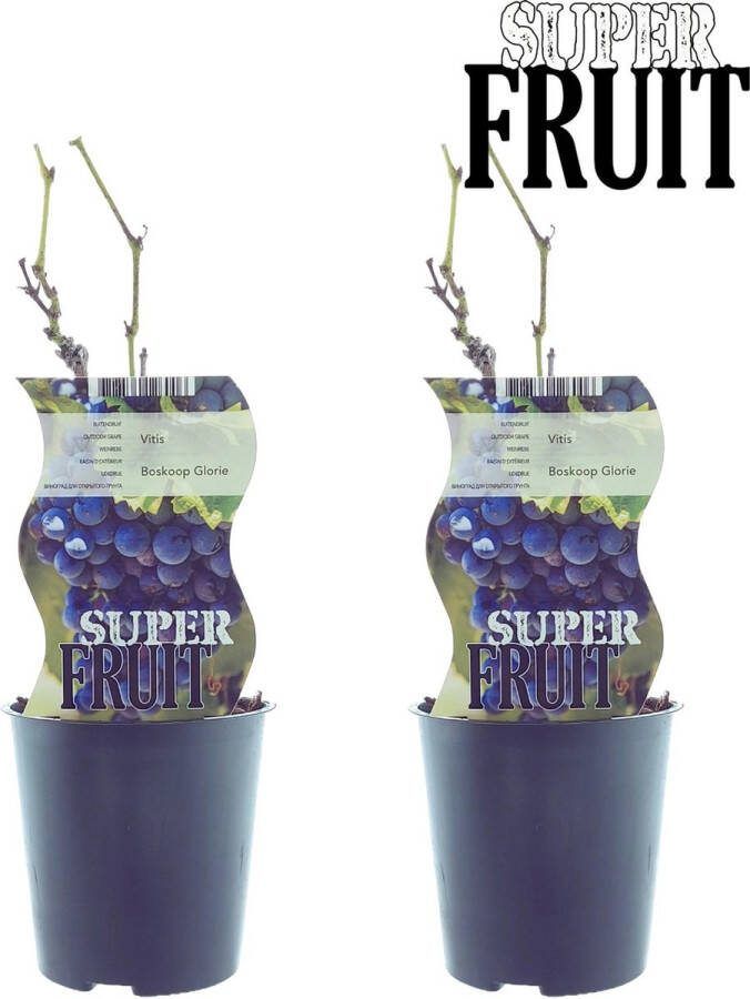 Plantenboetiek.nl Vitis Boskoop Glory (blauwe druif) 2 stuks Ø12cm 30cm hoog Tuinplant Groente & Fruit Multideal